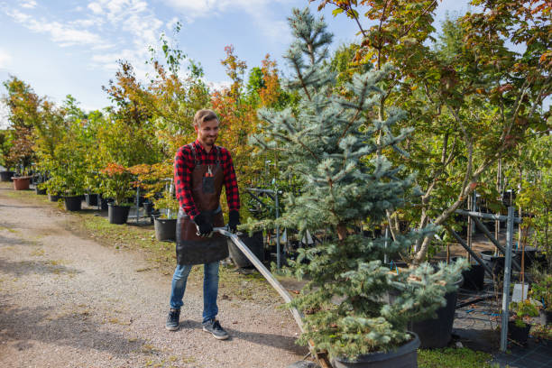 Best Tree Removal Near Me  in Grosse Pointe Park, MI